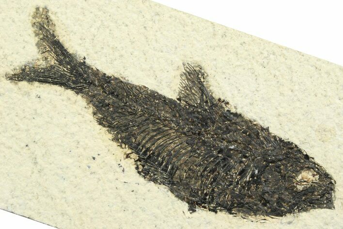 Detailed Fossil Fish (Knightia) - Wyoming #356776